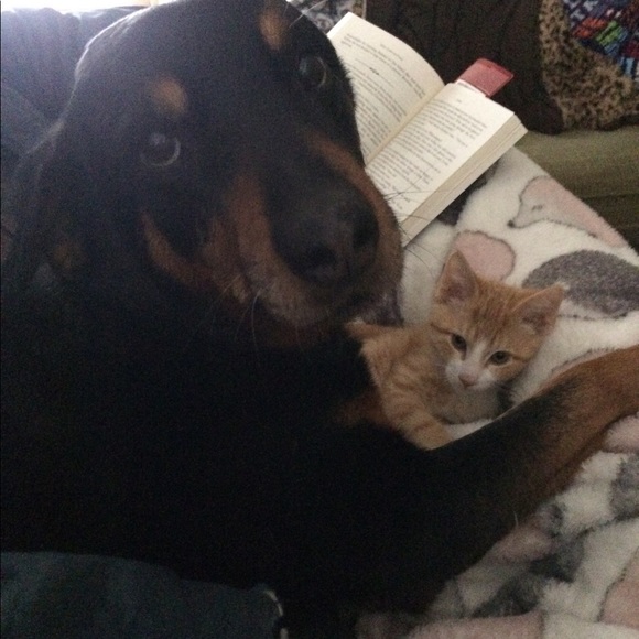 Meet your Posher, Nina - Picture 2 of 4